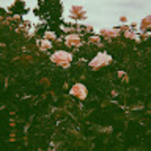 Meet your Posher, Livvyaa